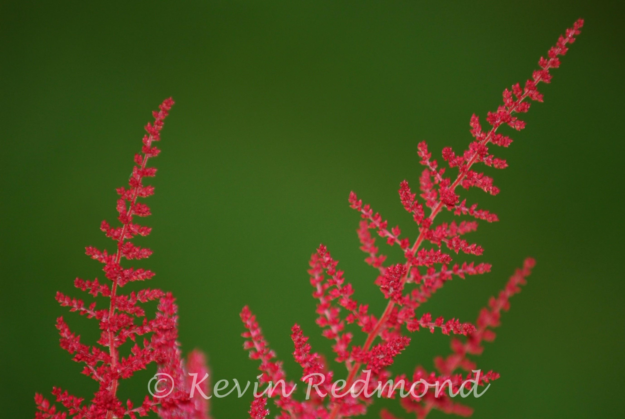 Flora1-2.jpg