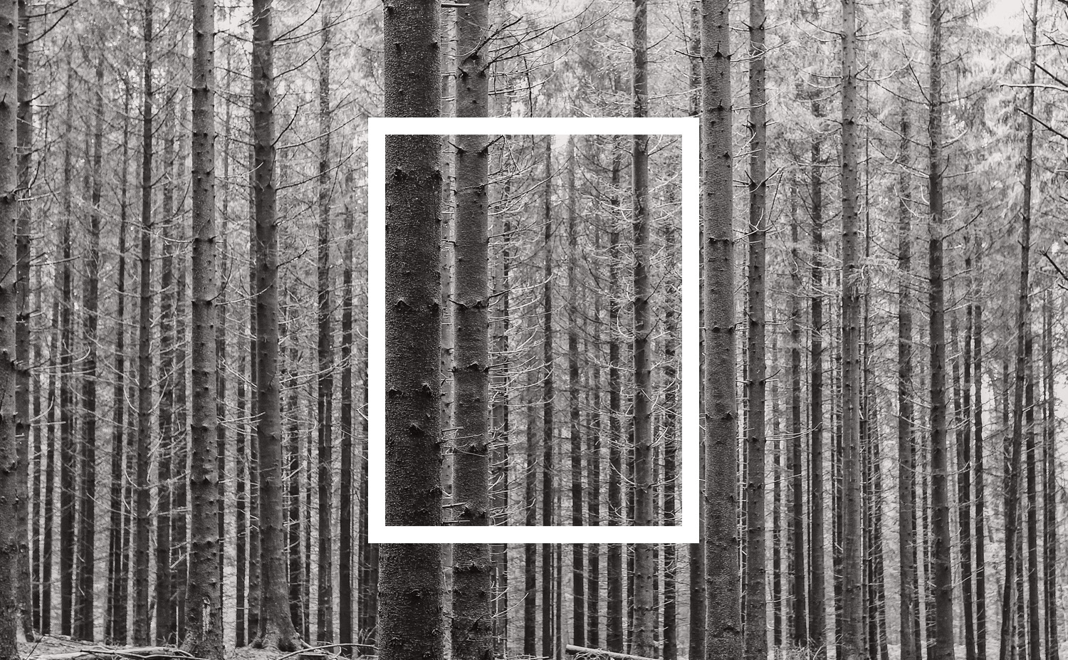 Main concept behind identity, looking out from a cottage at the vertical lines of the forest