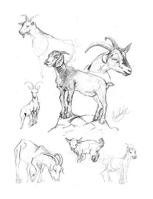 Canales-M_Sketches-8_goats_Web.jpg