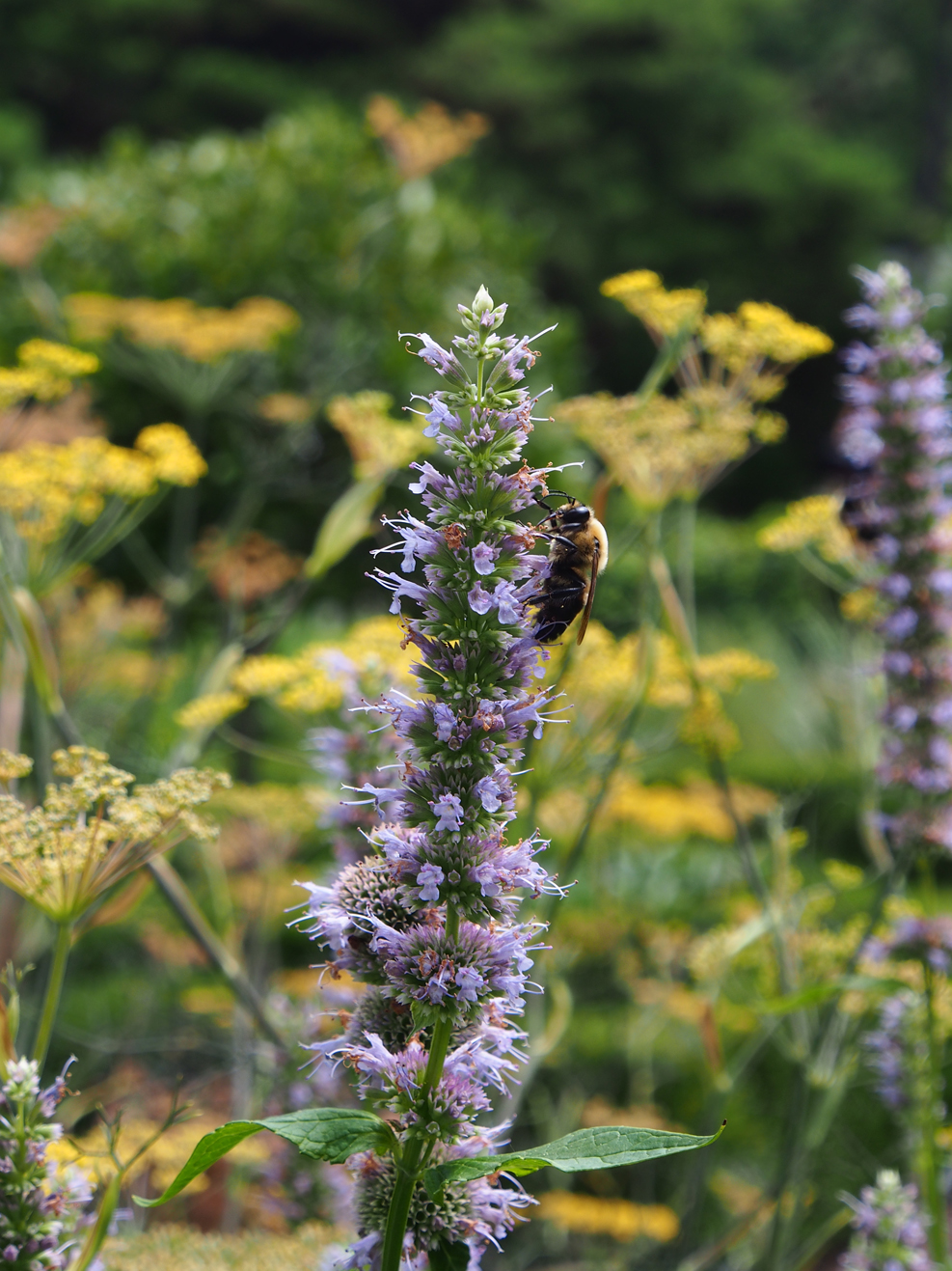 Purple Flower_04.jpg