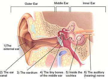 mid-ear-pic1.jpg