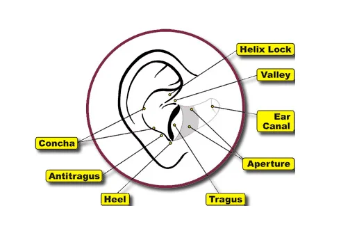 ear_anatomy_copy.jpg