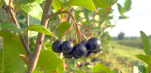 586x286FoodAroniaBerries.jpg
