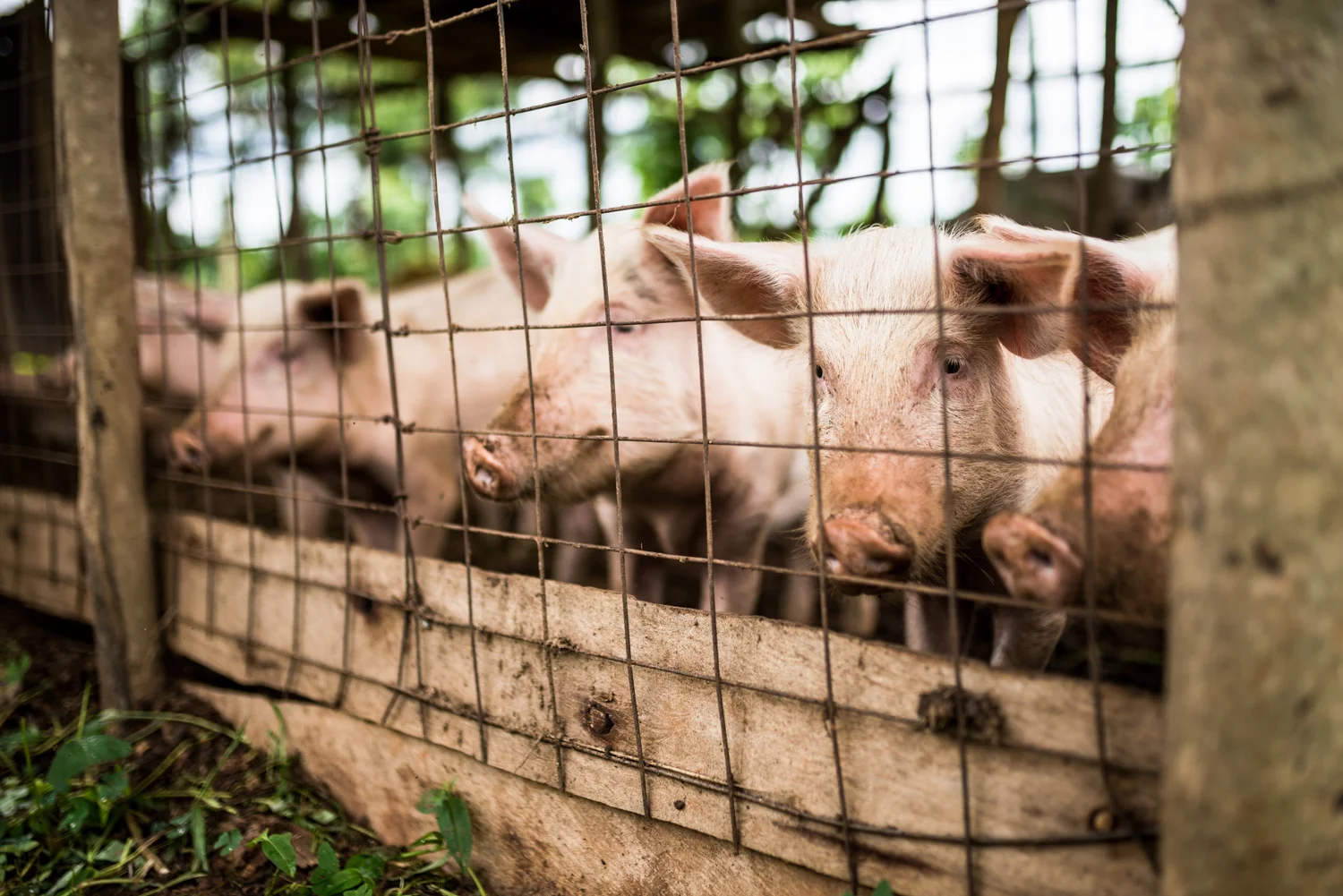 Our food production efforts include animal husbandry projects. Our newest project--"the piggery"--is a collaborative effort between our team in Uganda and our team in Tennessee, with the goal of producing a more sustainable income for Peter and Cissy Kimbugwe.