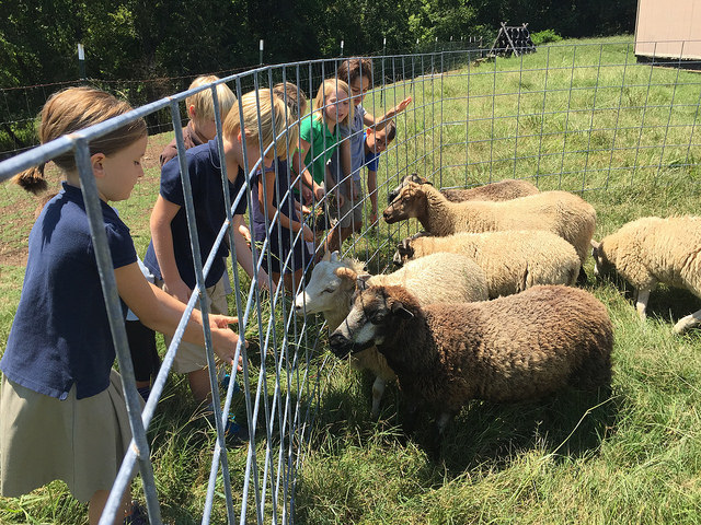 Young students learn the basics of animal care through caring for the sheep on the G.O.D. Int'l property. 