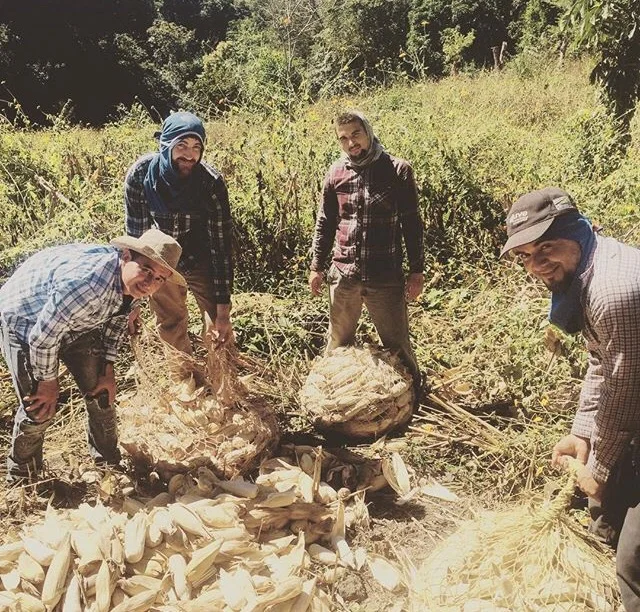 Later in their trip, immersion team participants worked alongside rural farmers to help them harvest corn at a much faster rate than they would have been able to without the help. 