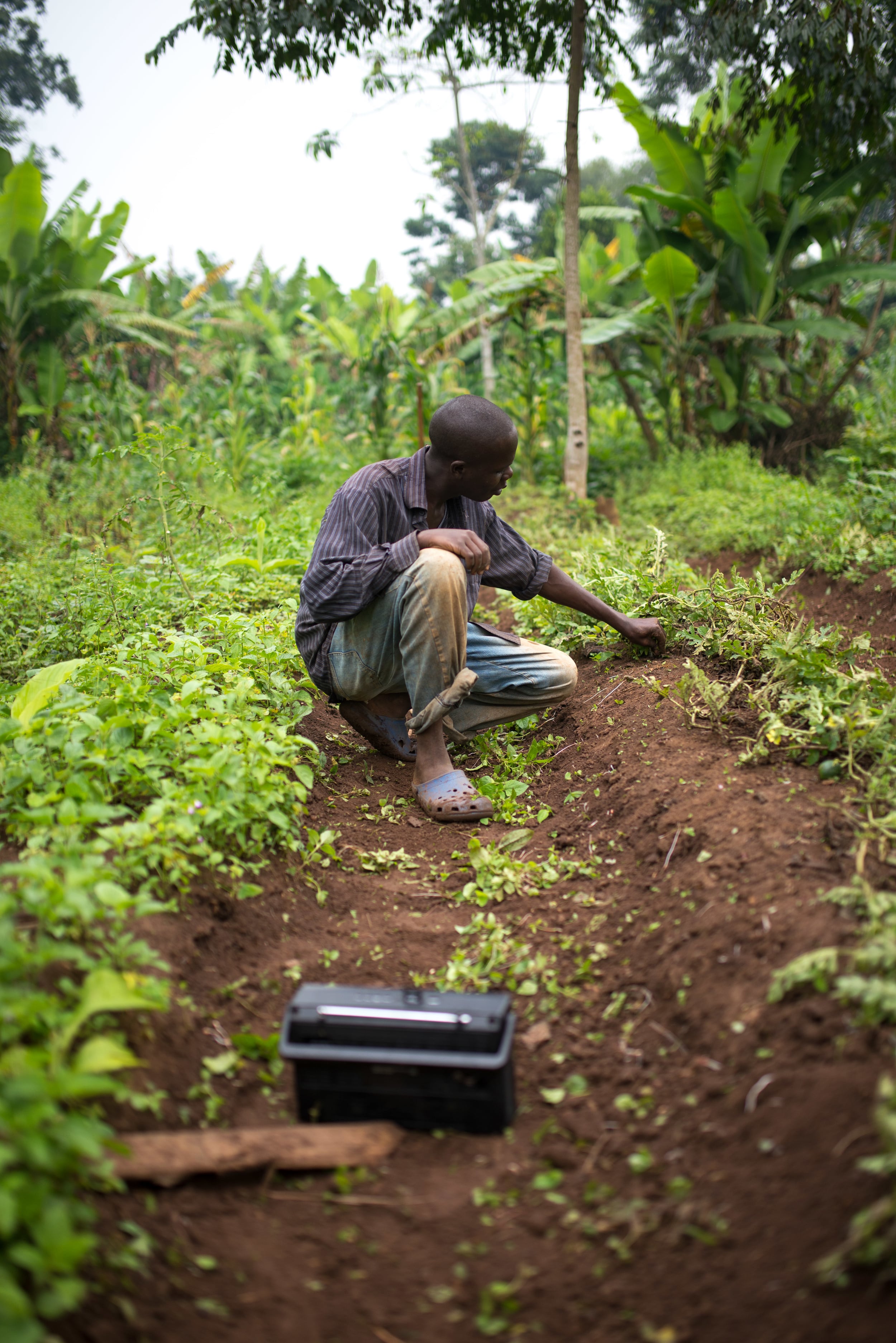 Our land in Uganda is quite fertile, but it still takes a lot of work to produce. 