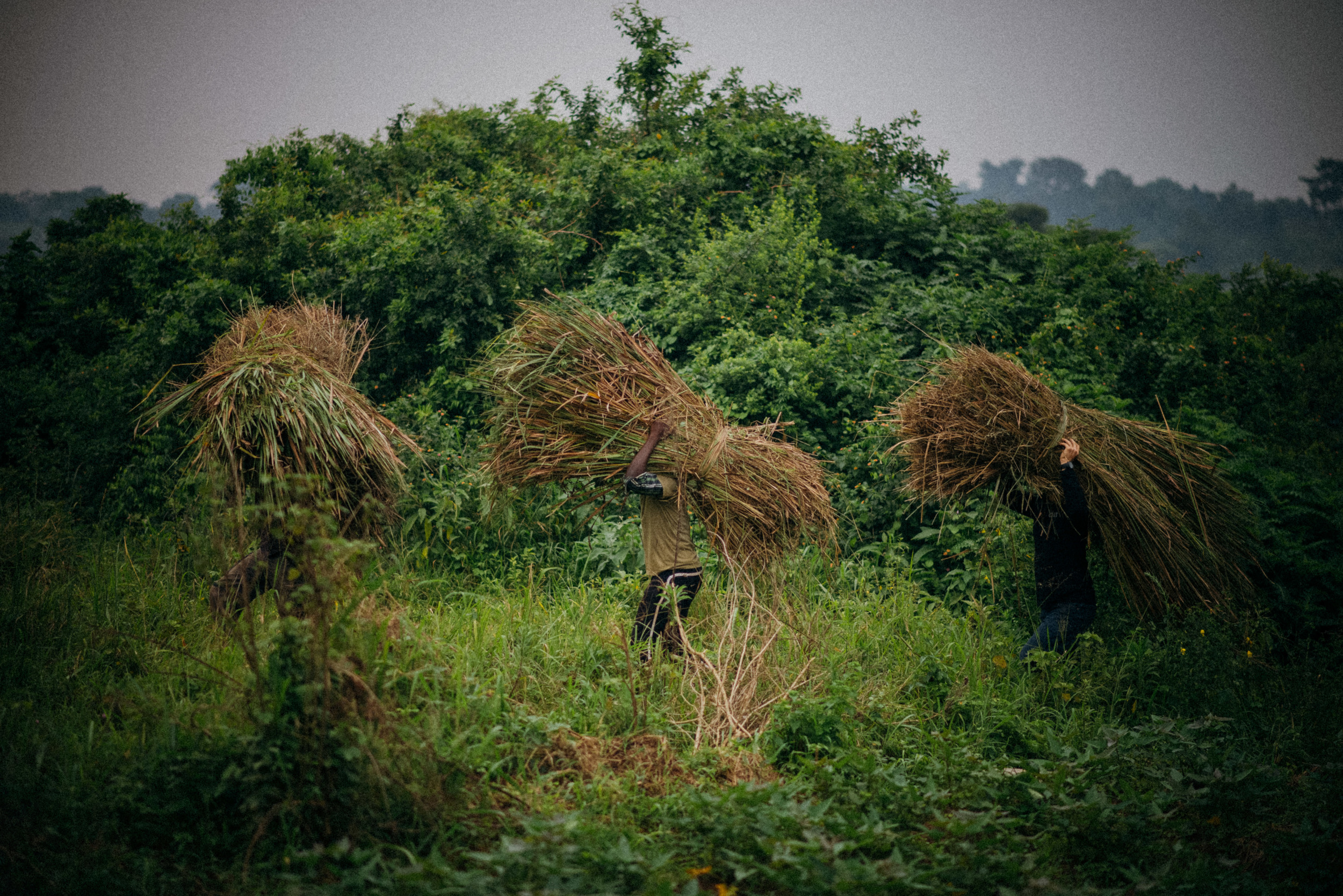 Three young students carry thatch to our vehicle in order to transport it to our property. 