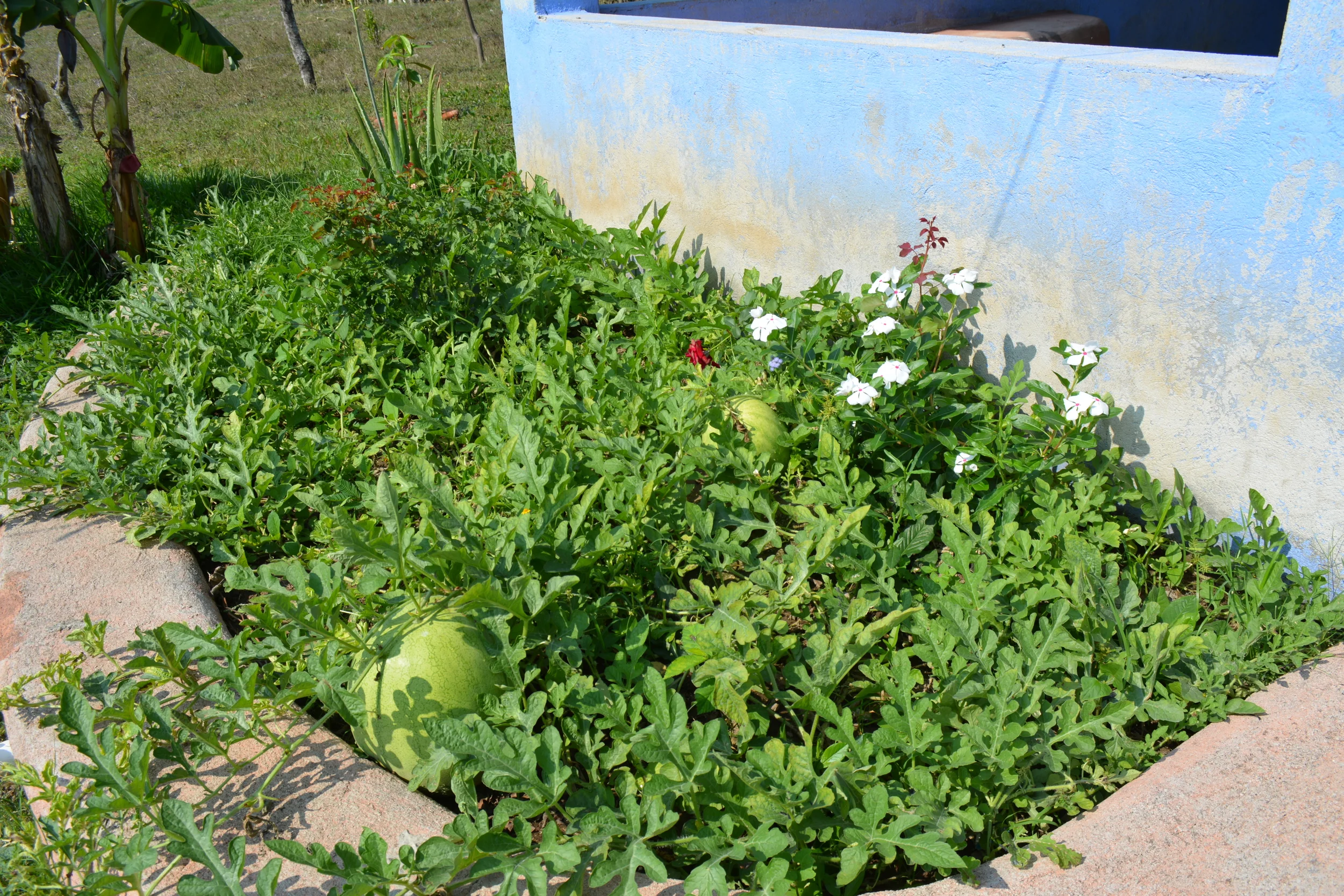 A humble but exciting beginning: watermelons growing in our earthbag garden beds, and Rafael Reyes showing off a cucumber grown on our property. 