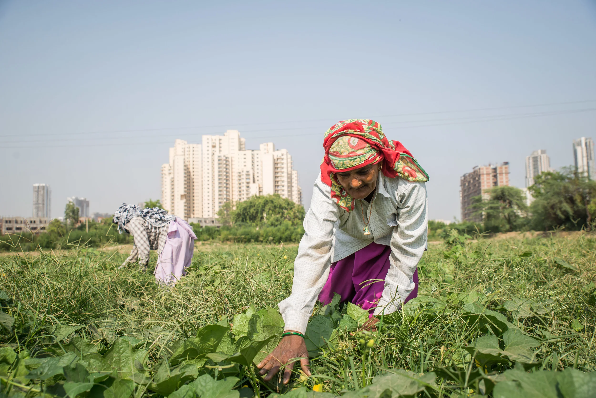 The only remnant of her ancestral farmland is owned by an outsider, a man whose name she doesn’t even know. Now, these two village women are employed to work 8 hours for $3.00 a day. “We no longer grow our own food but have to go to the market to buy it,” she laments, “and there is no strength in that food.”