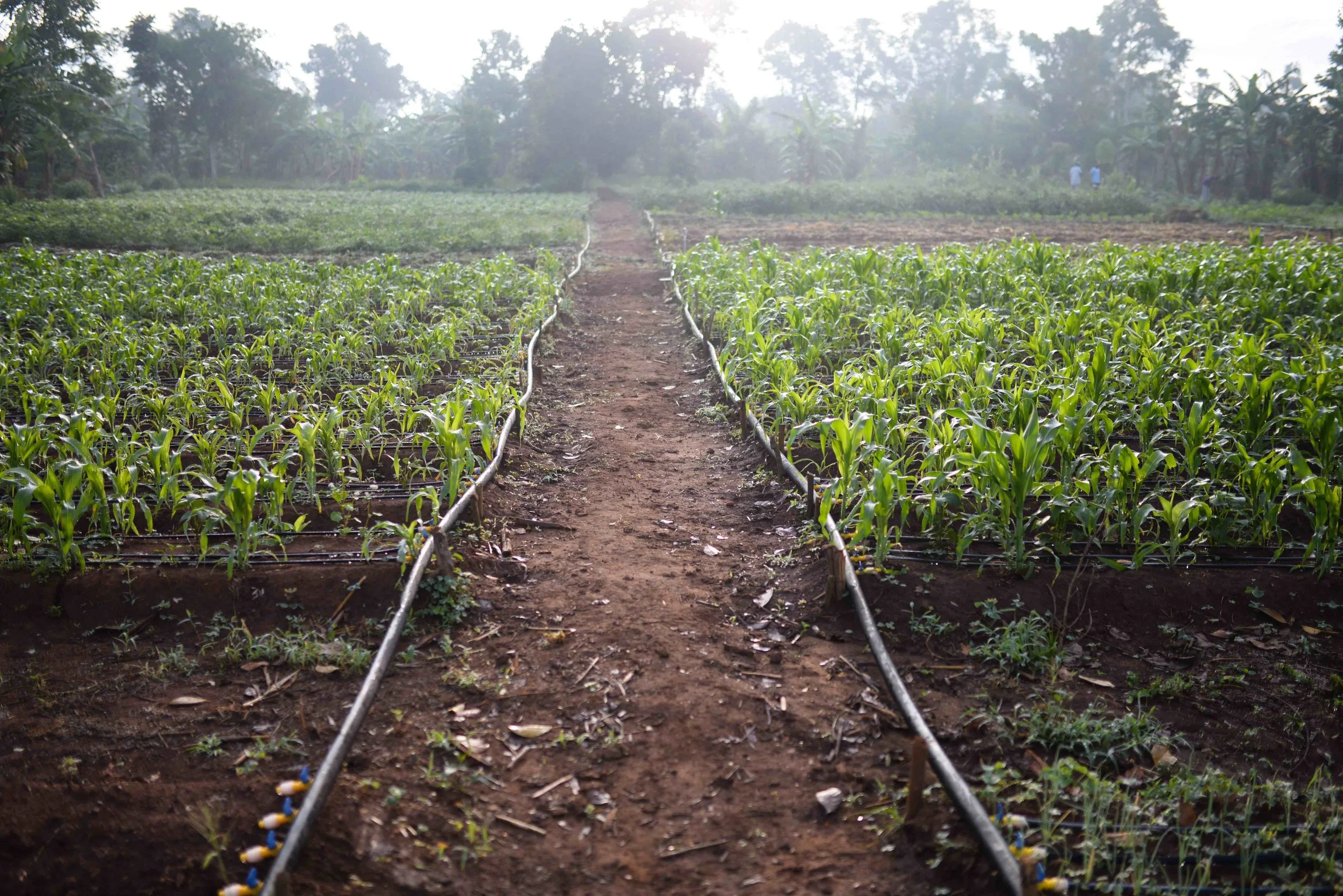 In Photos Drip Irrigation in Uganda — Global Outreach Developments Int'l
