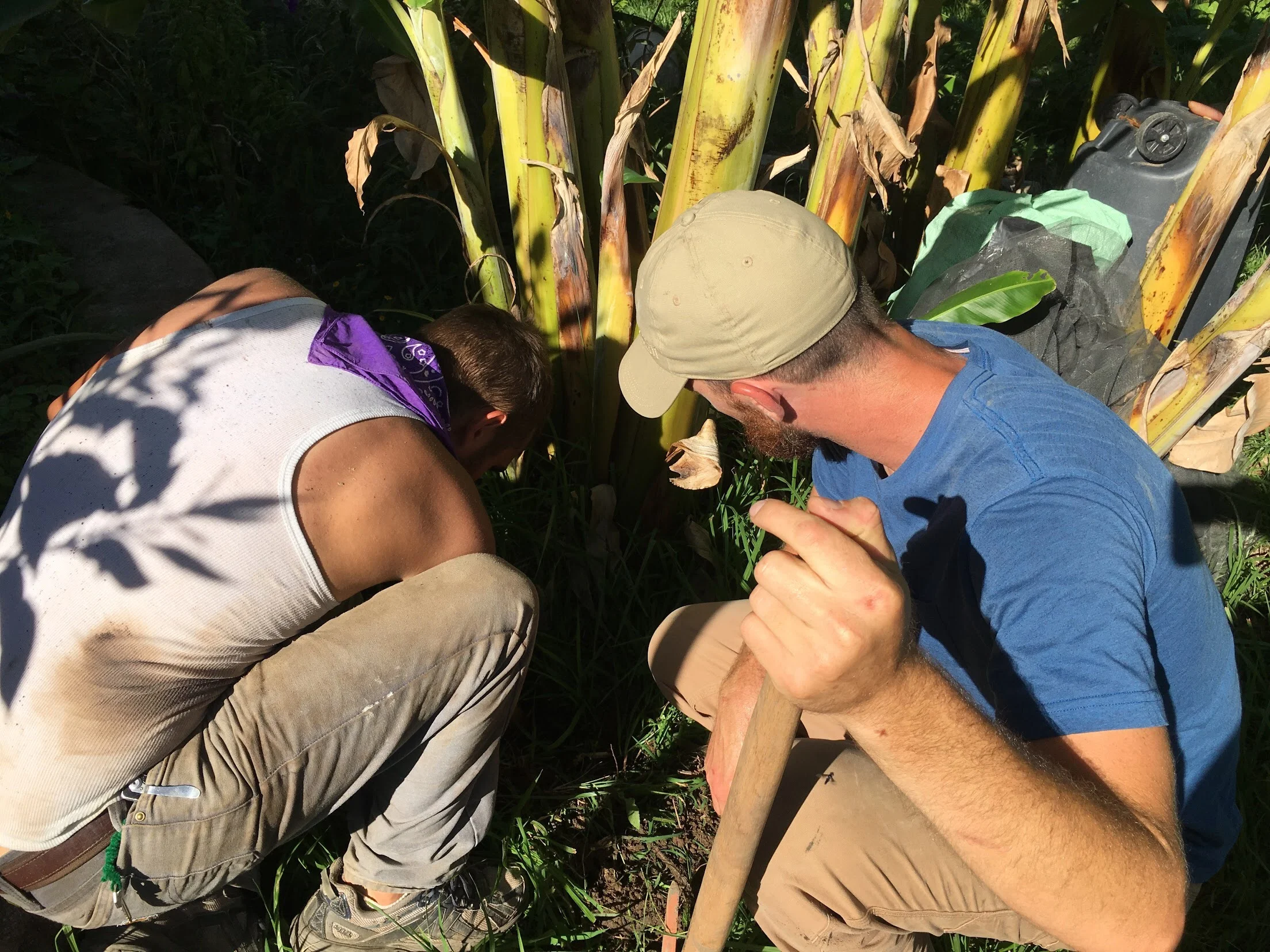 Jeremiah Watson and Michael Watkins investigate the roots of the plants to better understand the source of the issue. 
