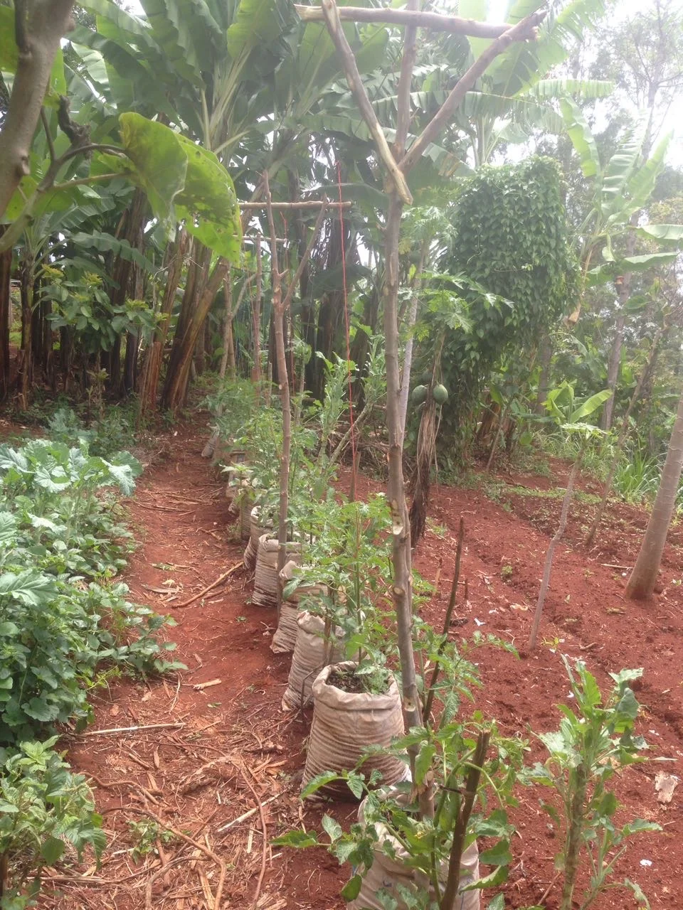 During a particularly hard season of blight, Reuben began rescuing his plants one by one by carefully bagging unaffected soil in potato sacks. When his project was successful, he helped several others in his village to save their plants as well! 