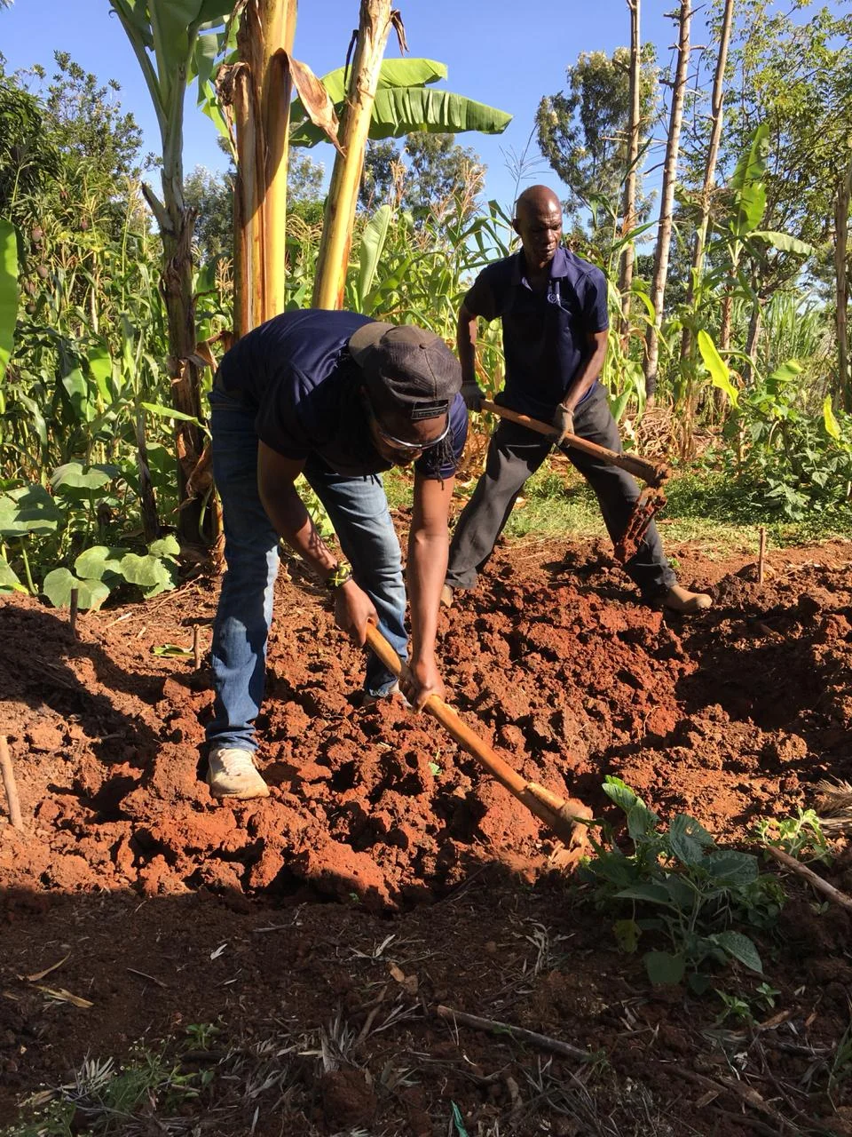 Reuben (front) and his brother Simon (rear) prepare the soil for a banana circle.