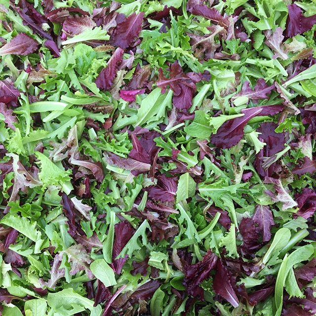 Nothing quite like an early morning mesclun and spinach harvest! That harvest was sent over to our friends at @theoldschoolnashville Be sure to stop in and see the wonderful things they are doing.