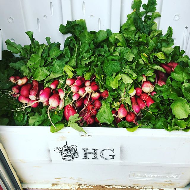 Radishes for days. Come see us tomorrow @hipdfarmersmarket from 4-7pm or at @nyumbaristaohv on Saturday from 11:30am-1pm.