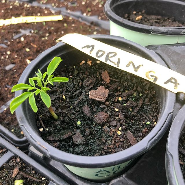 We are starting our Moringa trials out here in our greenhouse so we can better serve our friends around the world. All parts of the plant can be used and have some of the craziest levels of macro and micro nutrients! Here’s to learning to be a blessing to others 👊🏽