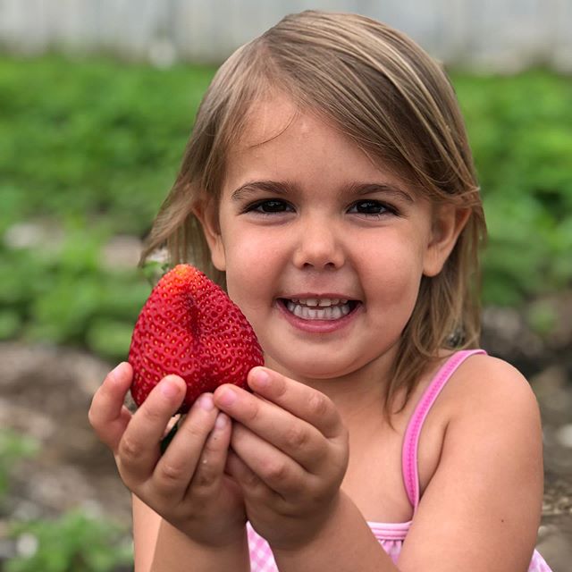 Strawberries are still coming strong! This past fall we planted both June bearing and Ever-bearing berries so we should have some berries throughout the summer 🙌🏽 🎉