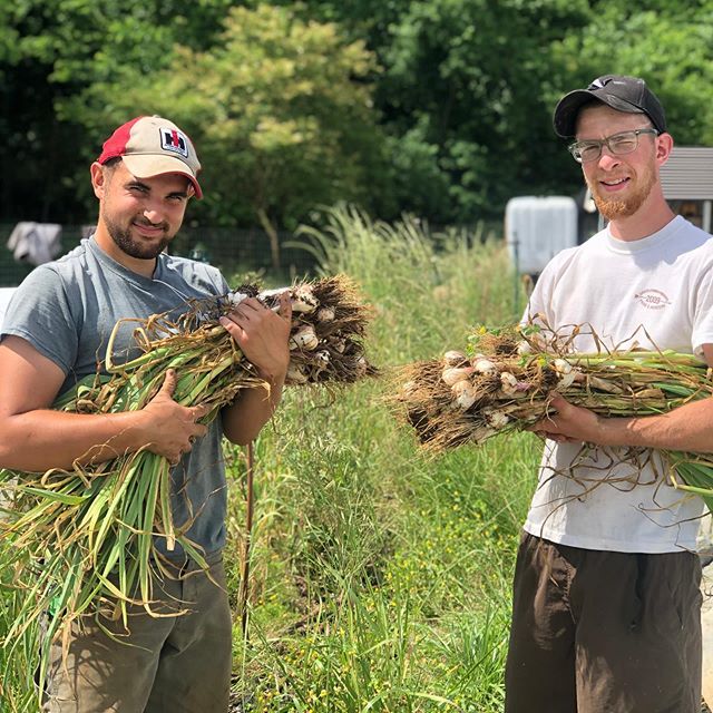 We pulled 75 pounds of Red Inchelium Garlic from the ground this morning and they are getting some TLC from Mike and Jameson. Mike (on the left) is getting married this Sunday and apparently practicing his baby holding pose! 😝 We always save 20-30% of our largest garlic bulbs each year for reseeding in the fall 👌🏽