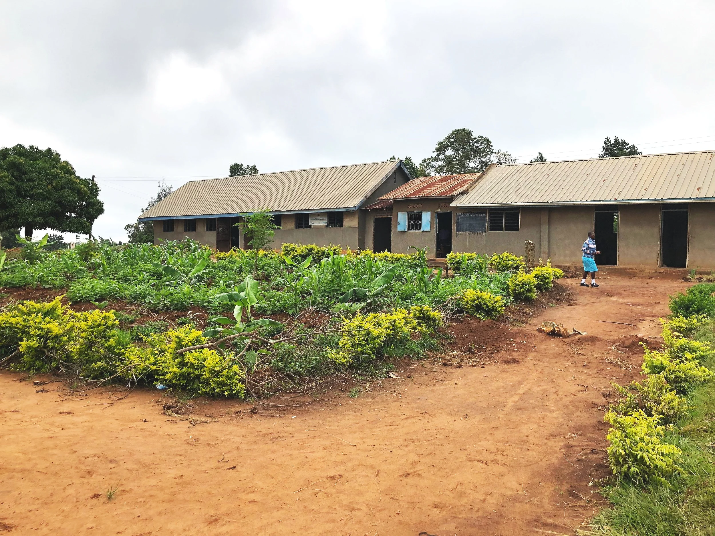 Grassy areas used to cover the center part of the school campus and alongside every building. Now, those areas are utilized to grow more produce to feed their students.