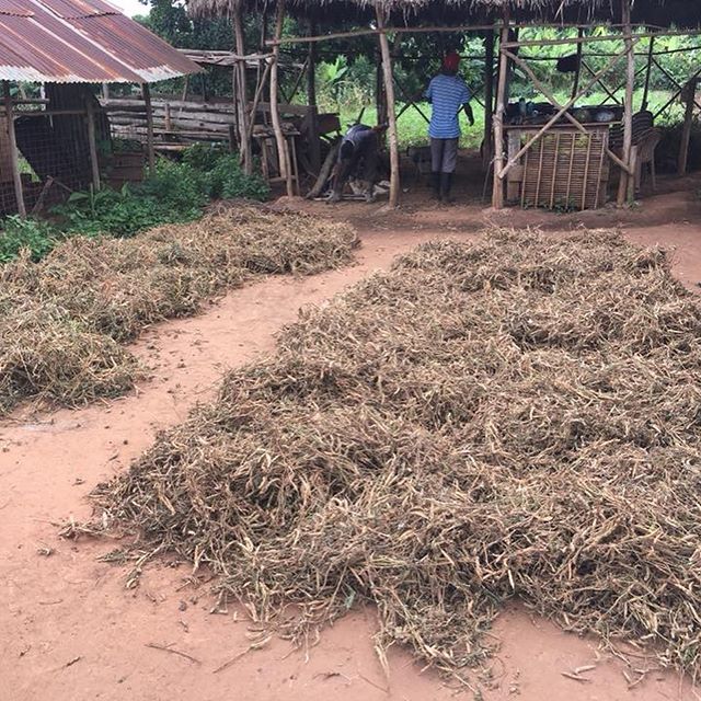 Despite poor rain fall in the Kabonge area, and throughout many areas of East Africa, our land has been producing an abundance. We’ll use this abundance to sell at a price that is not inflated to our neighbors, extending the blessing which the Lord has given us! #loveyourneighbor #godea #farming #godintl