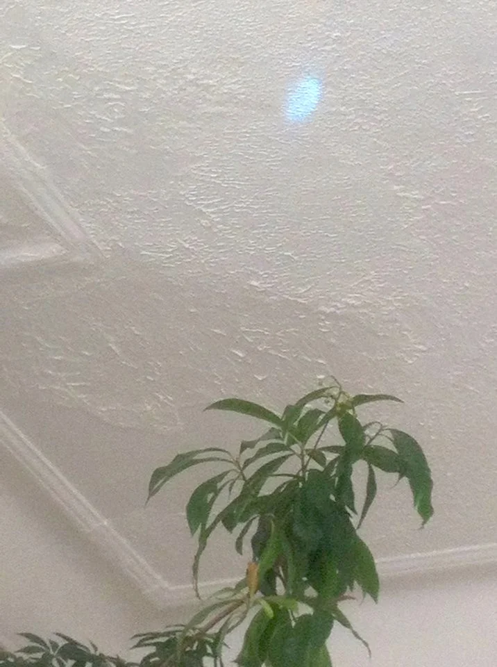replacementformoneytree.jpg