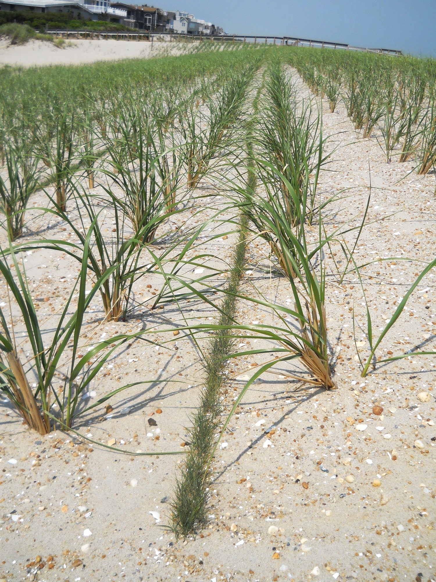 LBI, NJ, 2014, Dune Replenishment Project