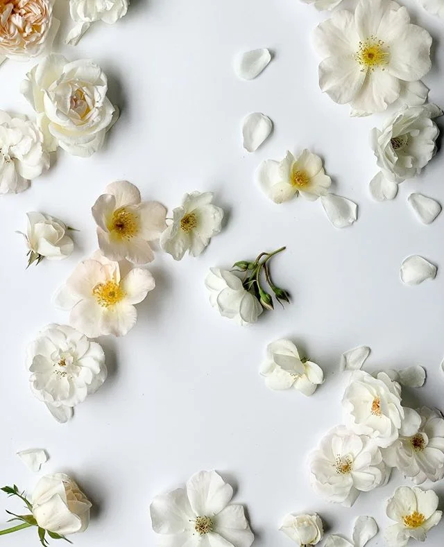 white on white ☁️⁠
.⁠
Ive been wanting to do another background session! what colors would you like to see??⁠
.⁠
#pursuepretty #flashesofdelight #petitejoys #prettylittlething #makeyousmilestyle #dsfloral #morningslikethese #creativityfound #prettyli