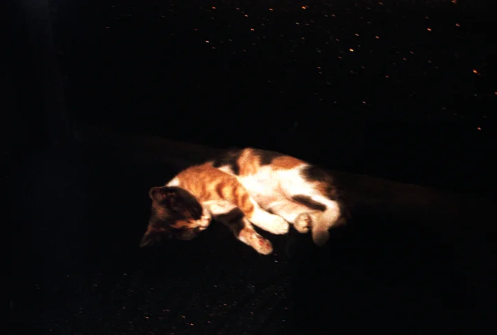 Schwarzes_meer_Katze_2010_03gesch720.jpg