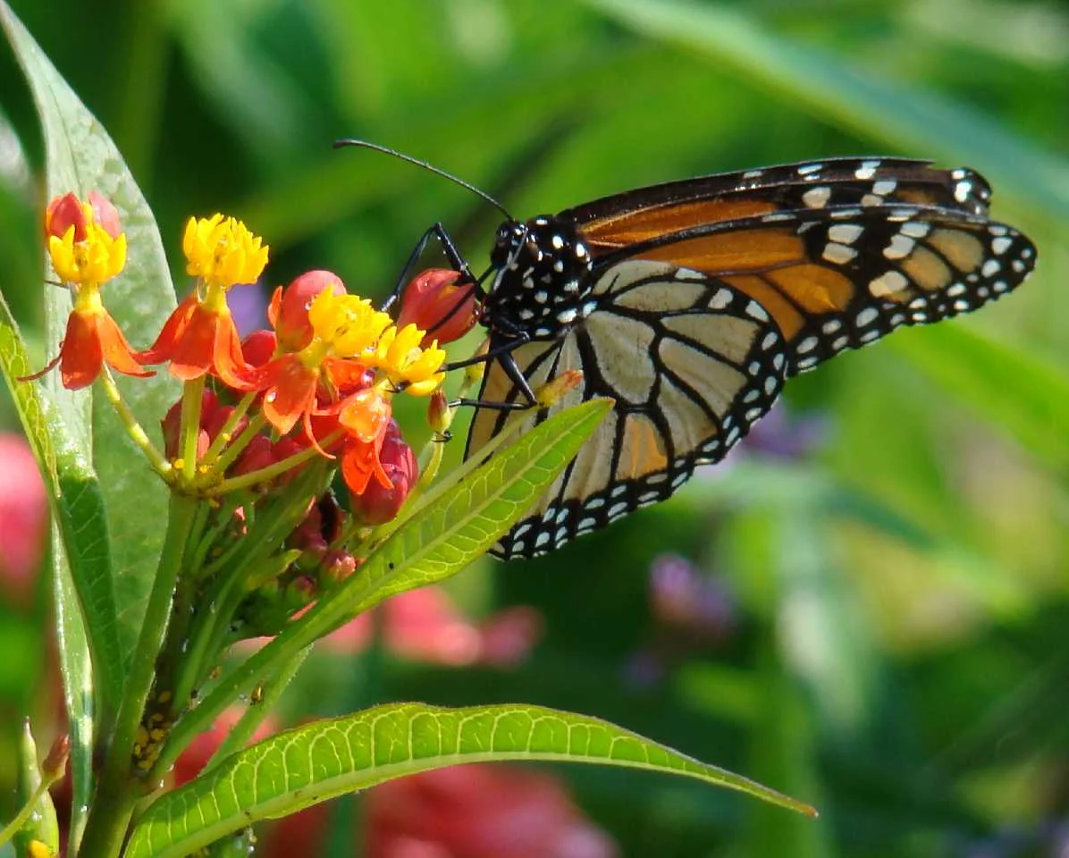 butterfly