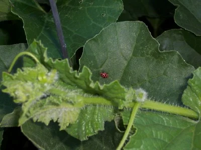 Ladybug