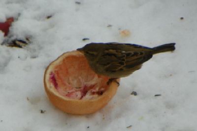Bird_03