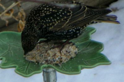 Bird_07