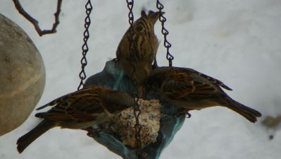 Birds_04