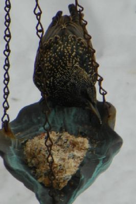 Birds_05