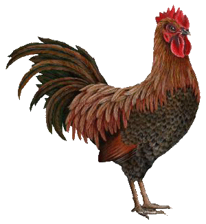 rooster1.gif