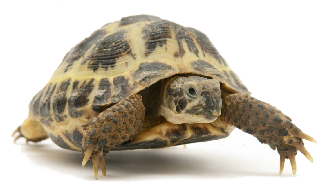 tortoise.png