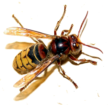 hornet.png