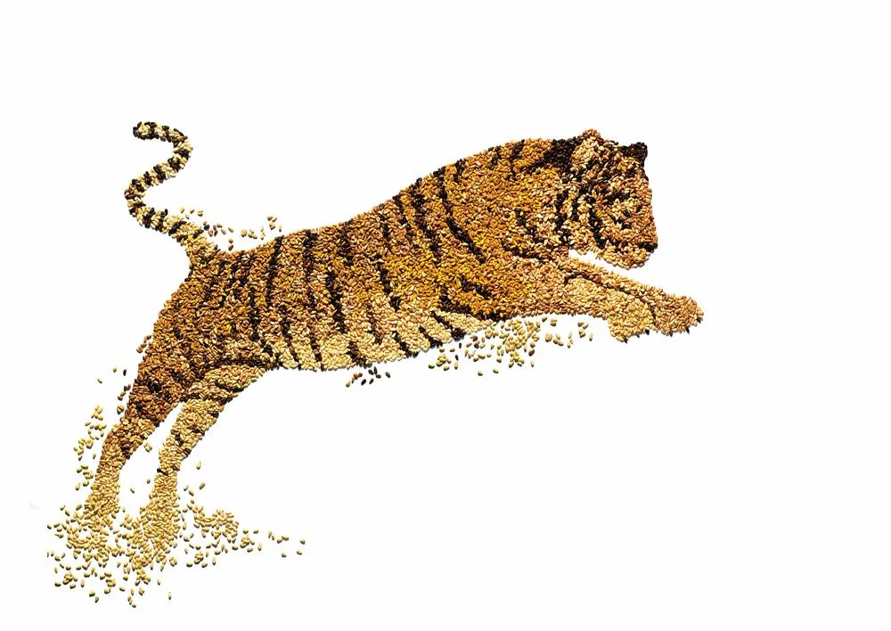   Pine Nut Tiger.&nbsp; Commissioned by World Wildlife Fund. Collaboration with photographer, David Arky. 