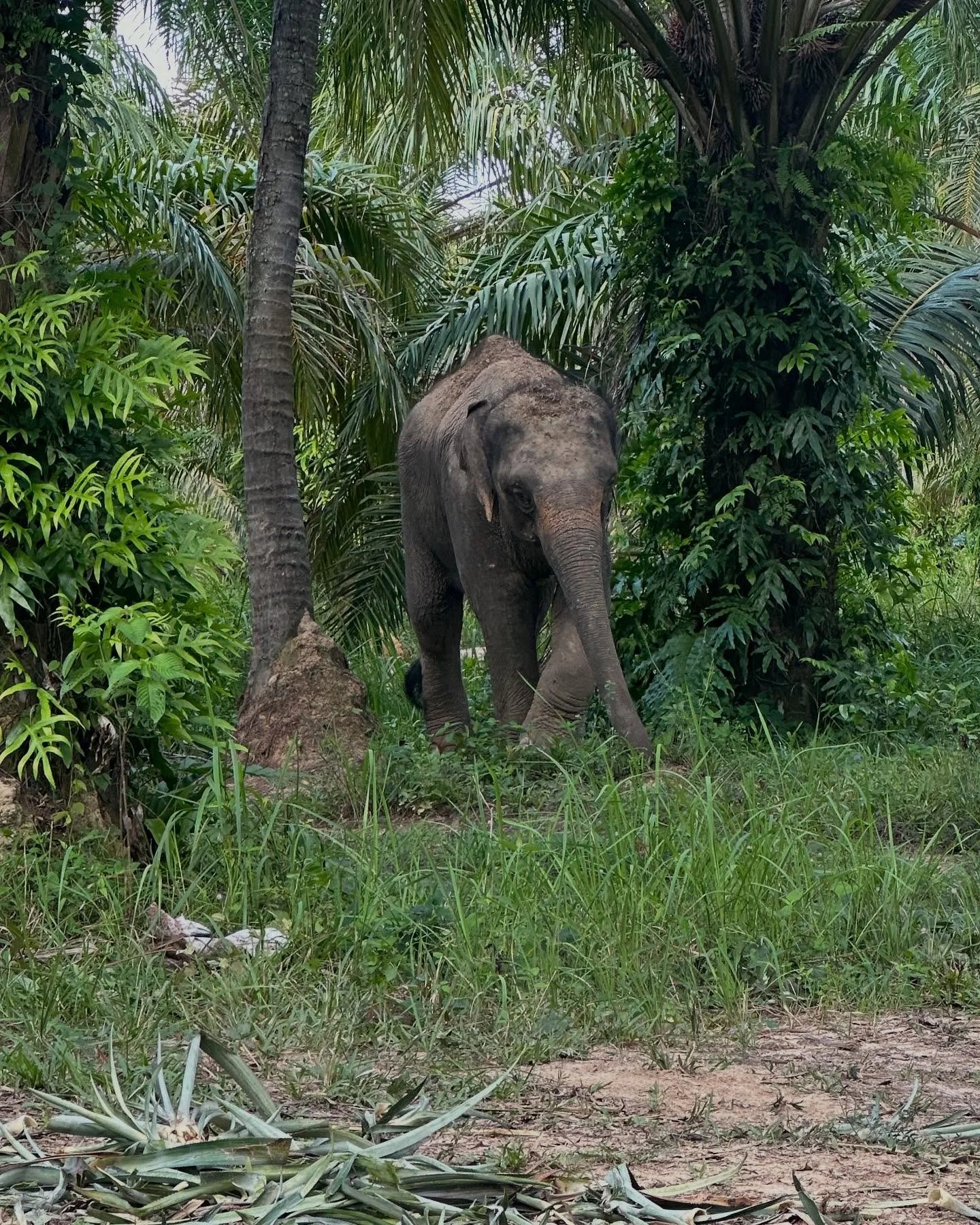 I am very fortunate to be able to work 1 month a year remotely from Thailand. I took advantage of the long weekend to go on an adventure. You may know that I love elephants. However I have learnt that if you can wash, touch, bathe or feed an elephant
