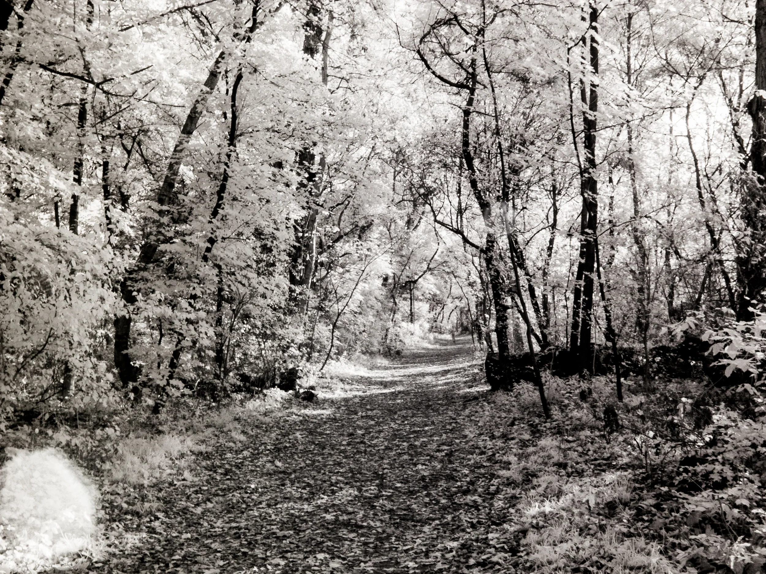 20131027_001_Praterau Infrarot.JPG