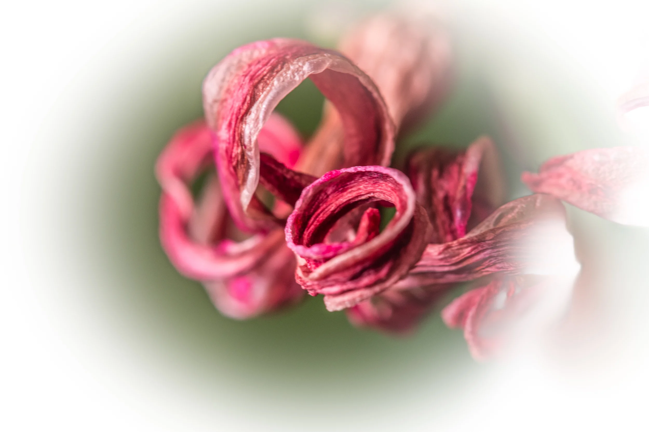 Woche 4 - Hyazinthe