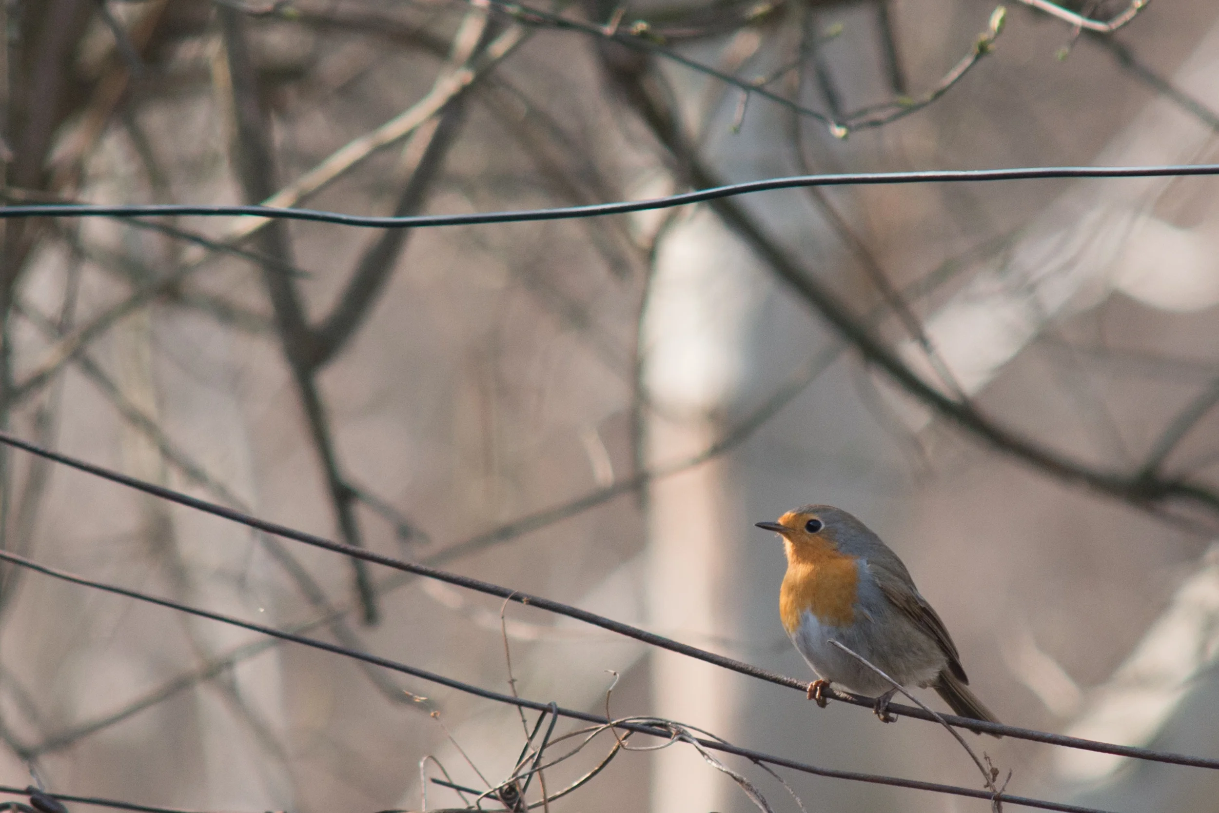Woche 7 - Rotkehlchen