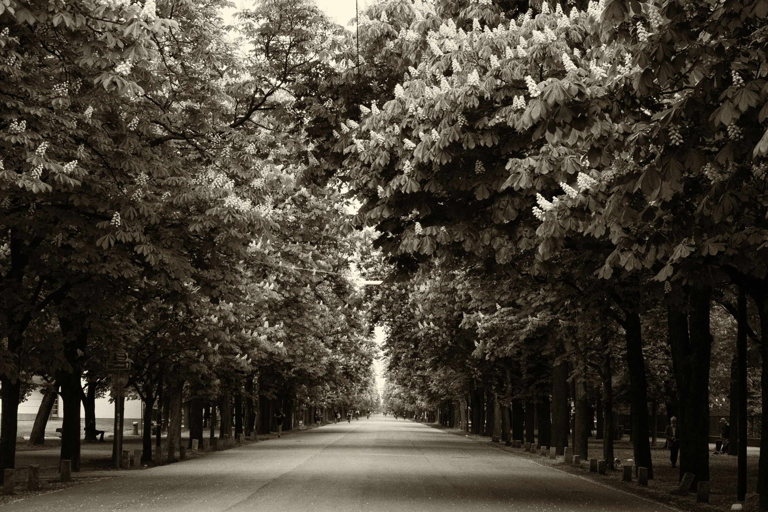 Woche 15 - Prater Hauptallee