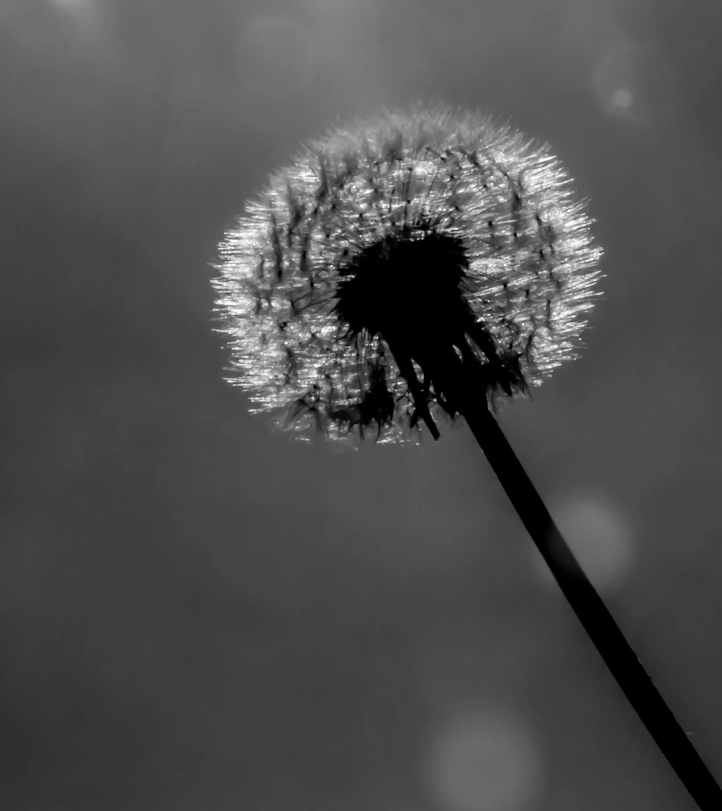 Woche 17 - Löwenzahn