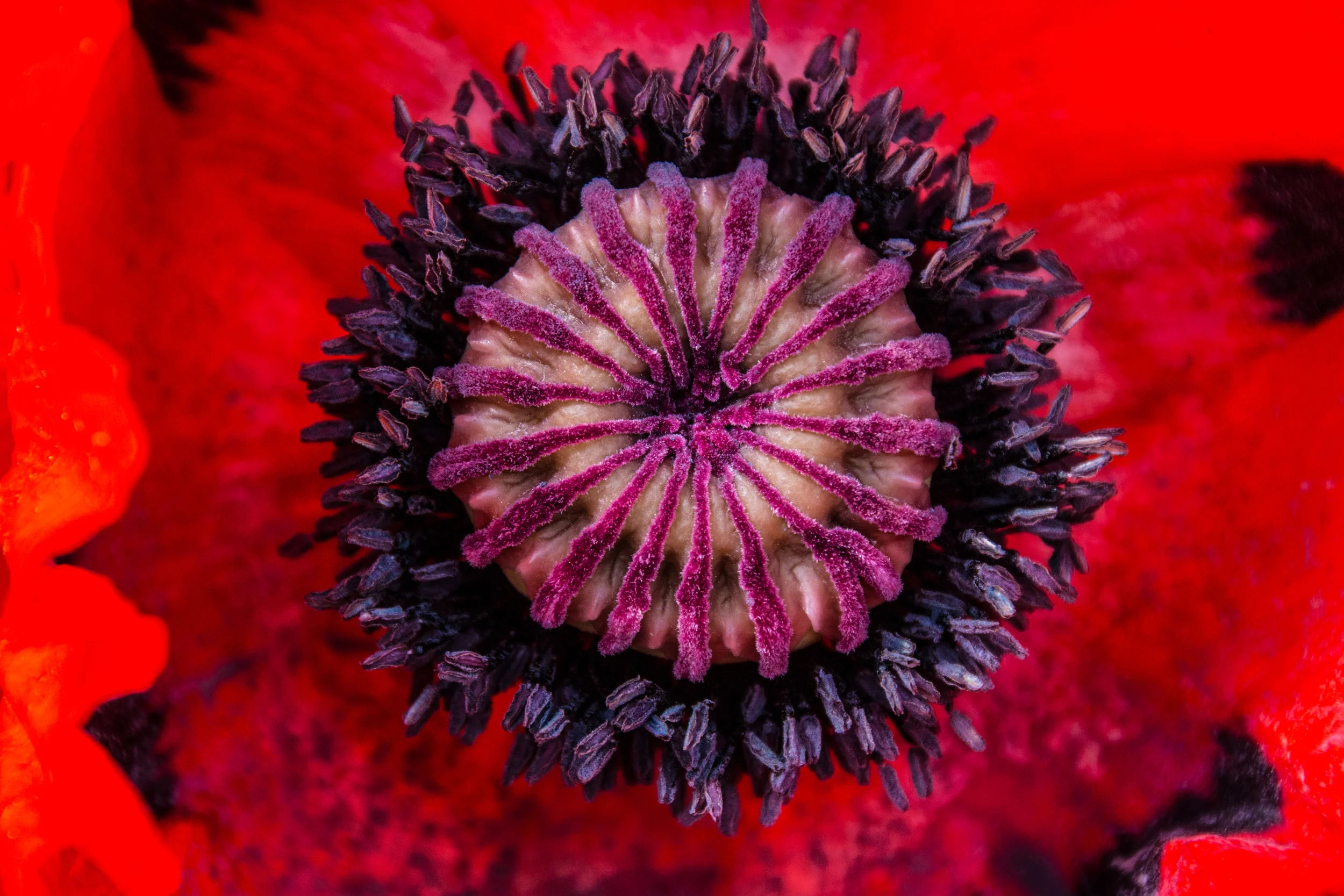 Woche 29 - Mohnblume