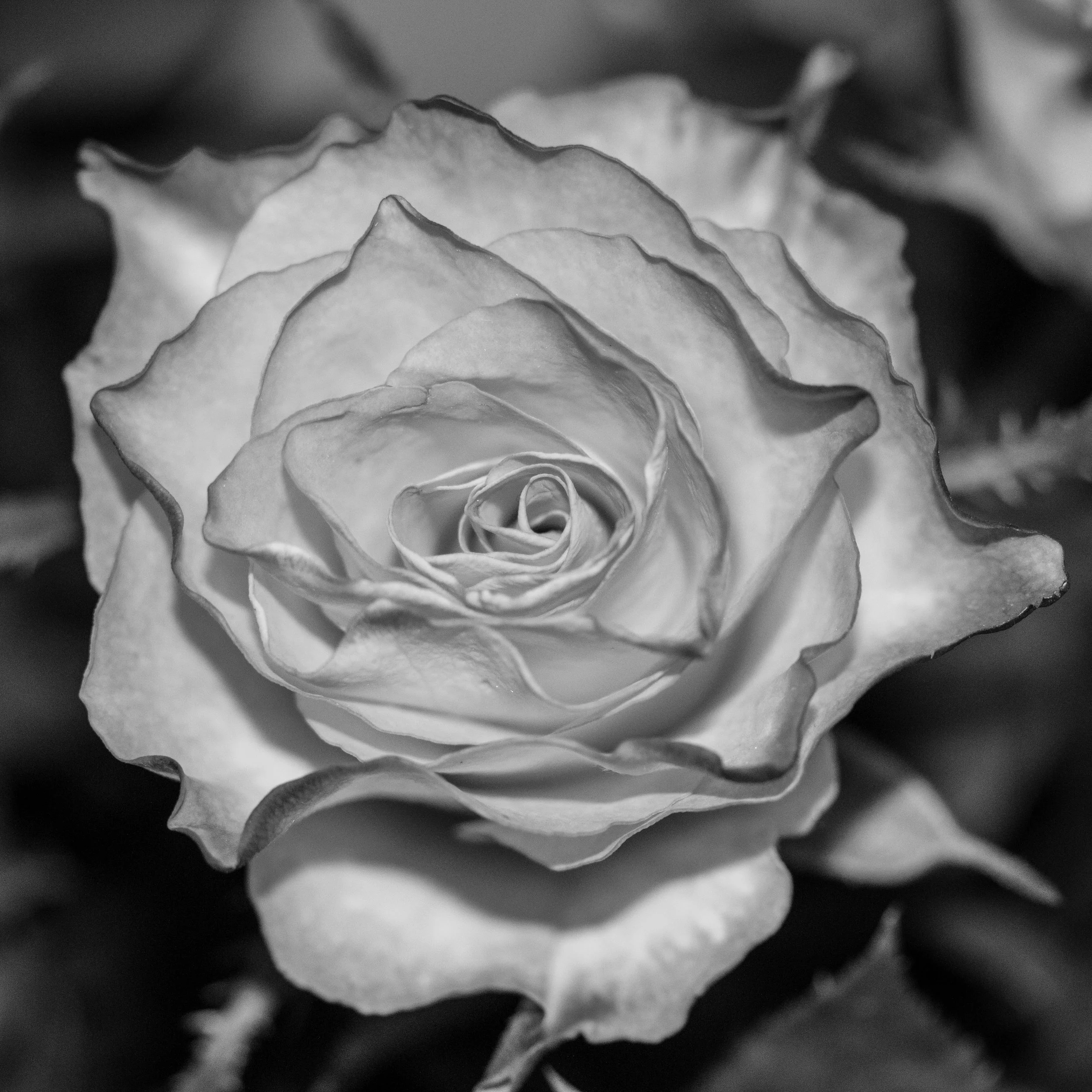 EOS 70D - F/2,8 - 1/125 Sek - ISO 800 - 60mm Makro