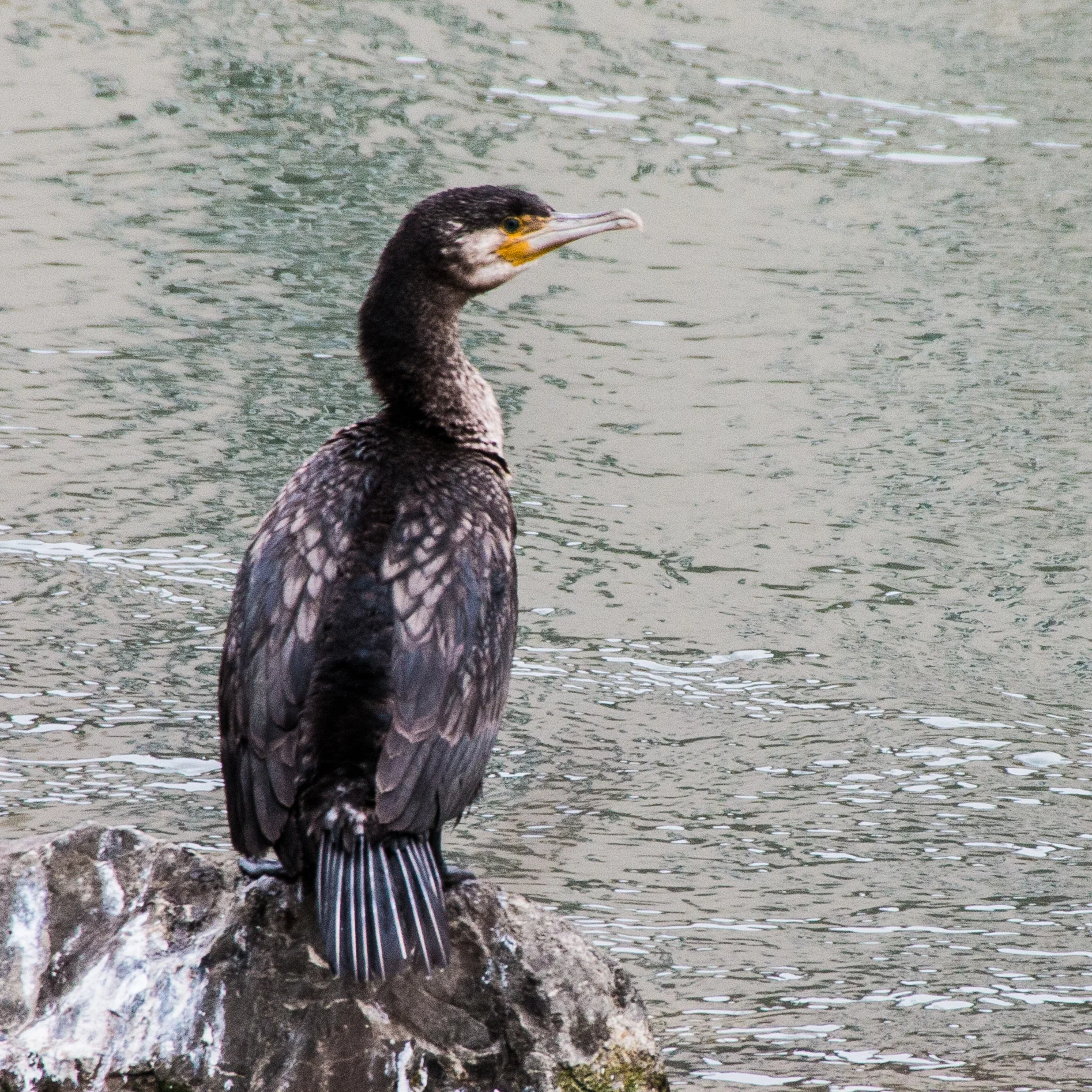 Kormoran EOS 70D - F/8 - 1/320 Sek - ISO 640 - 250mm