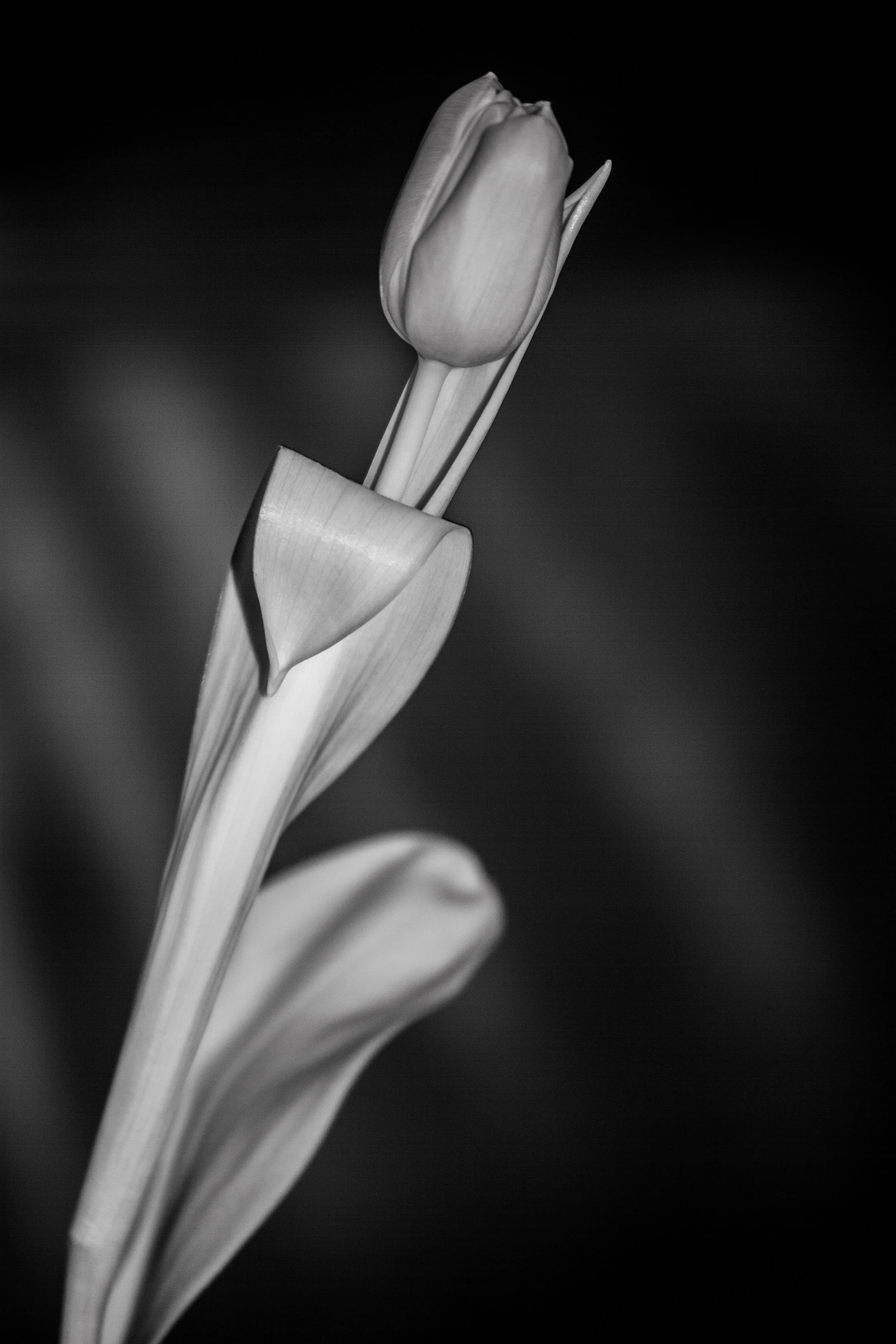 Tulpe EOS 450D - F/2,8 - 1/40 Sek - ISO 100 - 60mm Makro