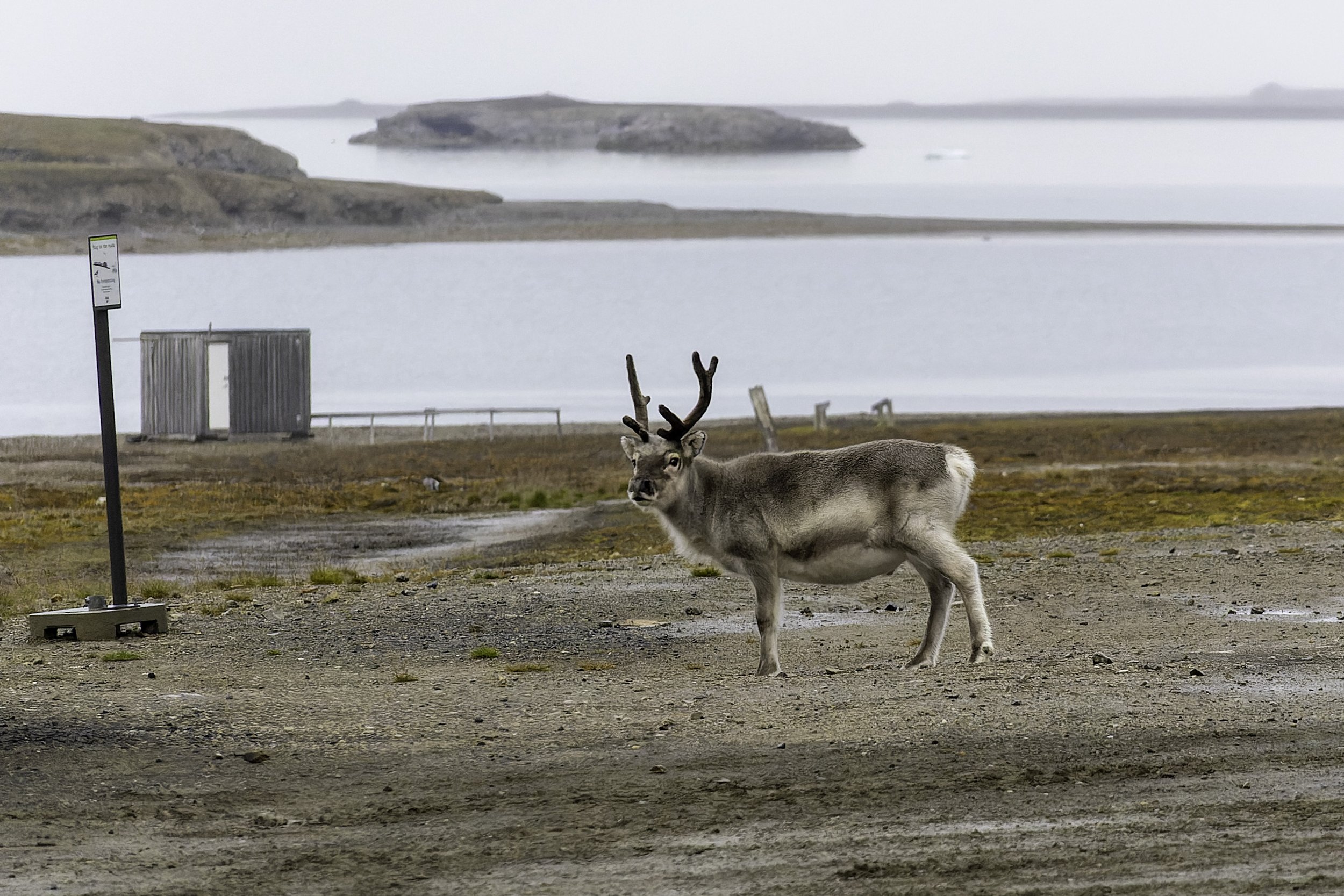 Spitzbergen Rentier / Svalbard reindeer